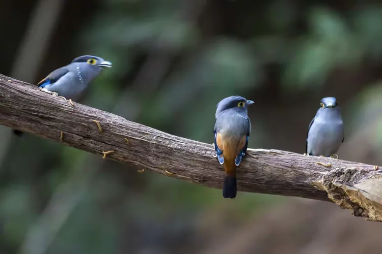 雄鸟队凭借团队合作取得胜利，表现出色