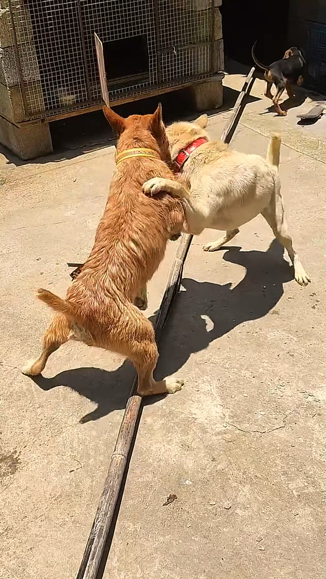 赛场硝烟弥漫,双方角逐不分上下的简单介绍 赛场硝烟弥漫,双方角逐不分上下的简单介绍